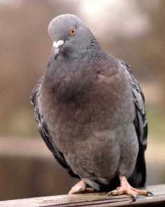 pigeon1