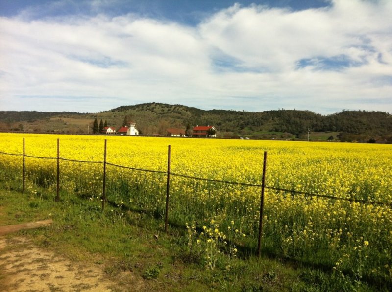 spring flowers in napa