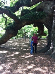 Angel Oak Tree