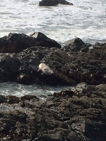 Moonstone Beach Seal