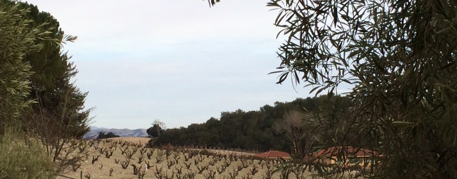 Paso Robles Vines