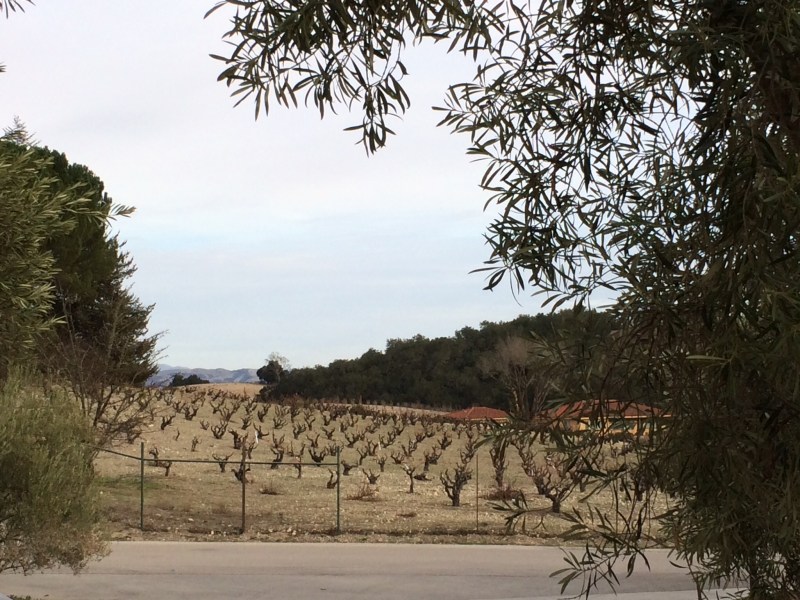 Paso Robles Vines